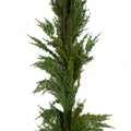 Variegated Cedar Garland