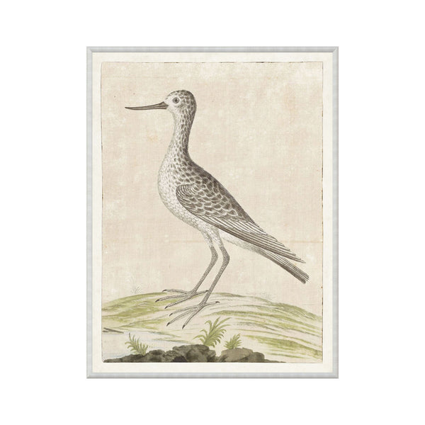 Coastal Avian Art No. 3- White