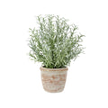 Potted Rosemary & Olive Topiary Set