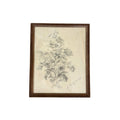 Framed French Rose Sketch