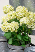 Spring Viburnum Stem