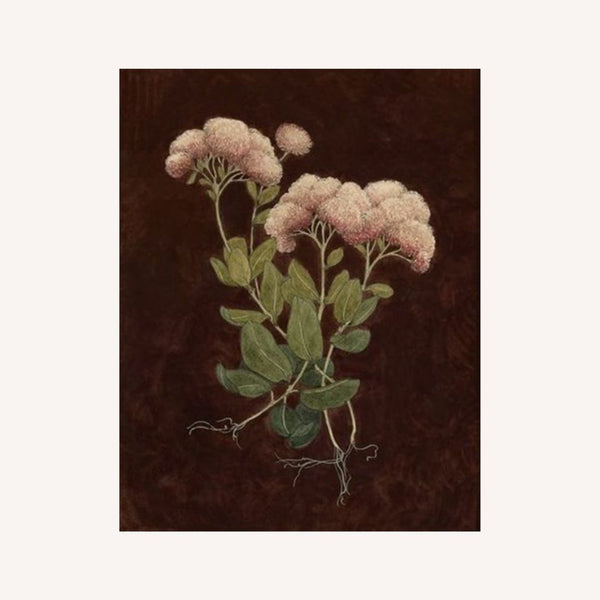 Sedum Print- 11x14