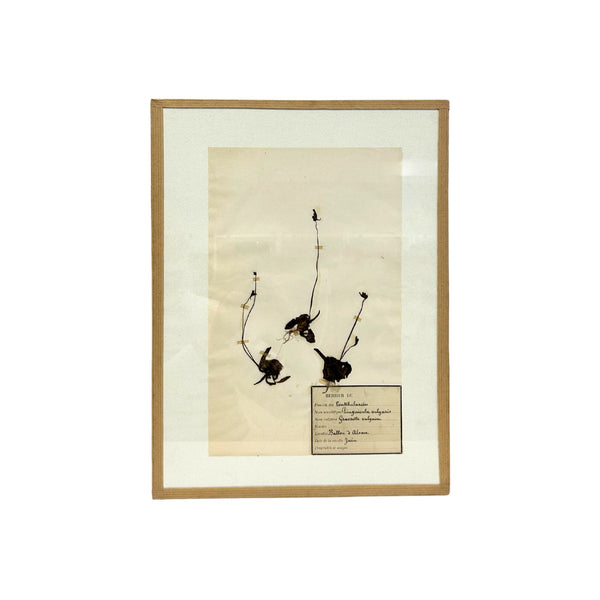Pressed Botanical With Hook I