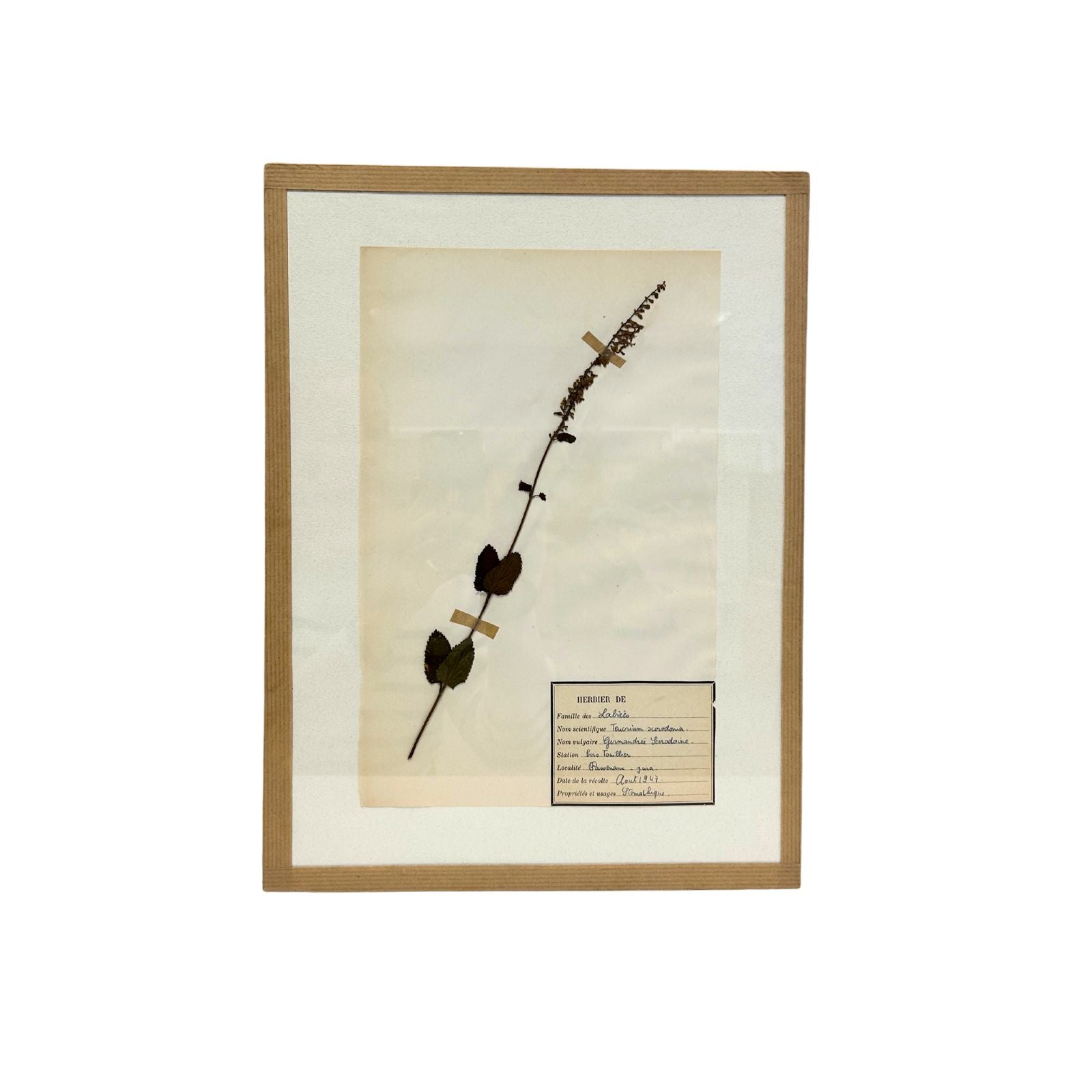 Pressed Botanical with Hook II