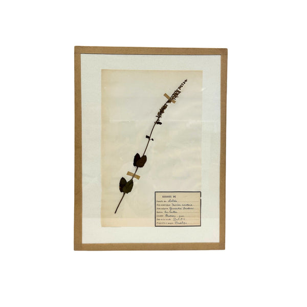 Pressed Botanical with Hook II