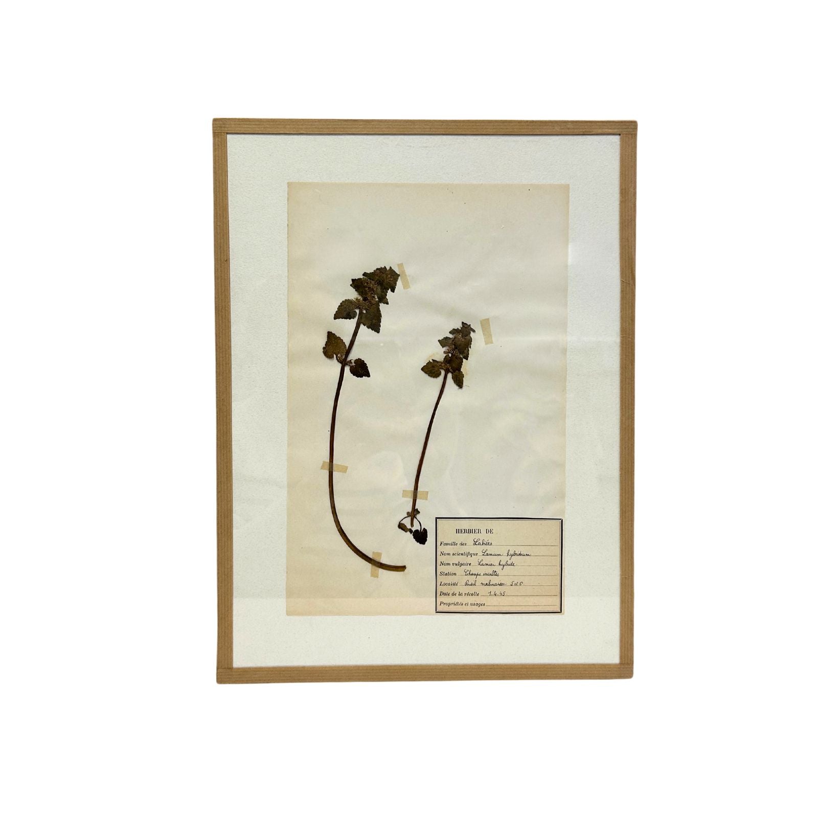 Pressed Botanical with Hook III