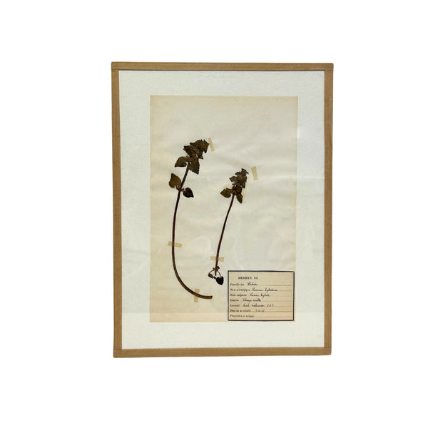 Pressed Botanical with Hook III