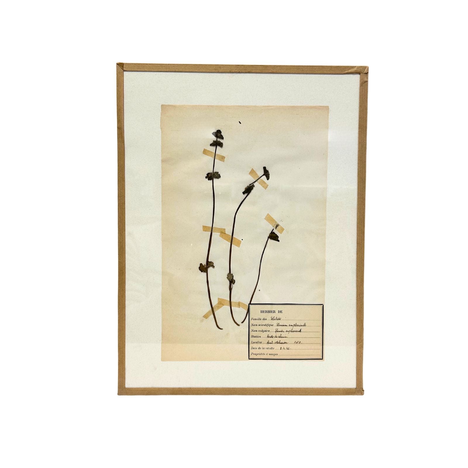 Pressed Botanical with Hook IV