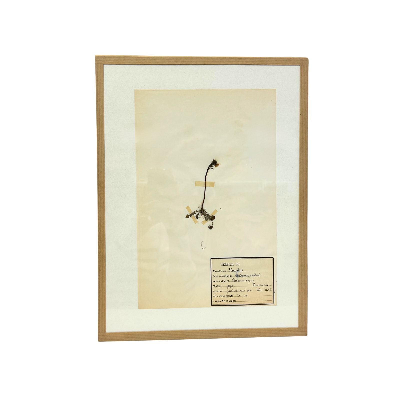 Pressed Botanical with Hook V
