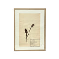 Pressed Botanical with Hook VI
