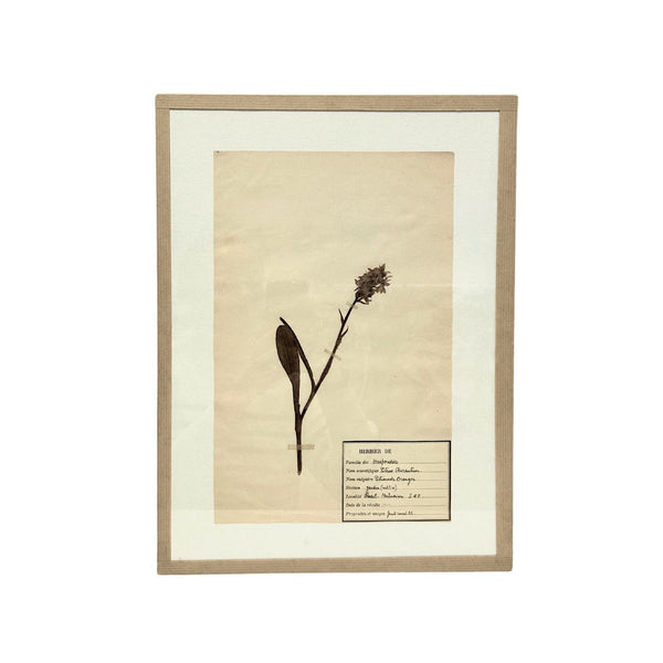 Pressed Botanical with Hook VI