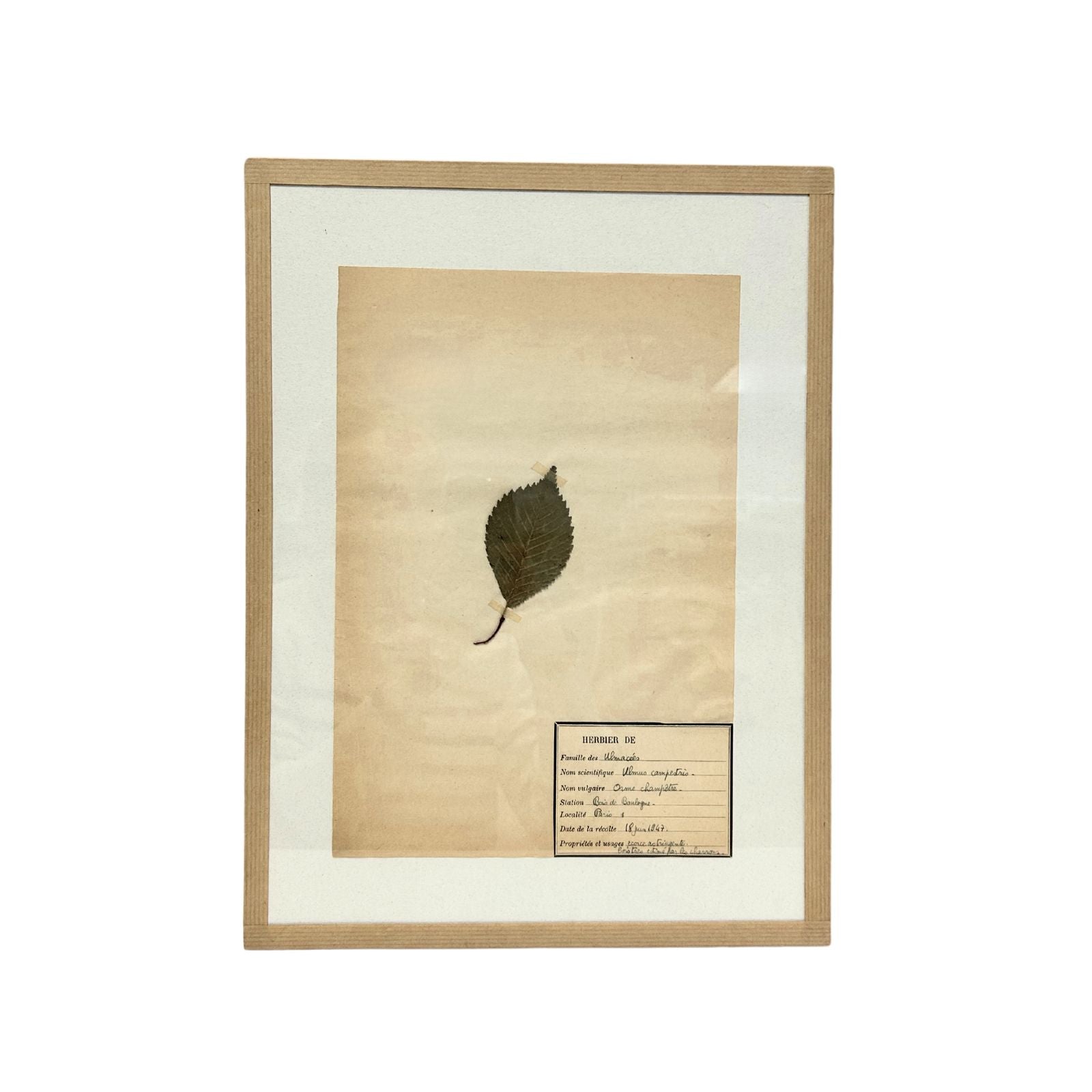 Pressed Botanical with Hook VIII