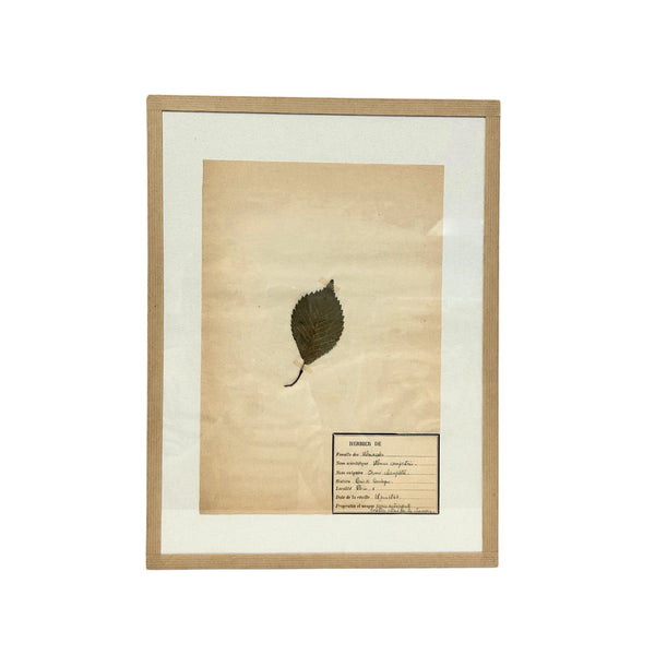 Pressed Botanical with Hook VIII
