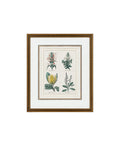 Provence Botanical Study II