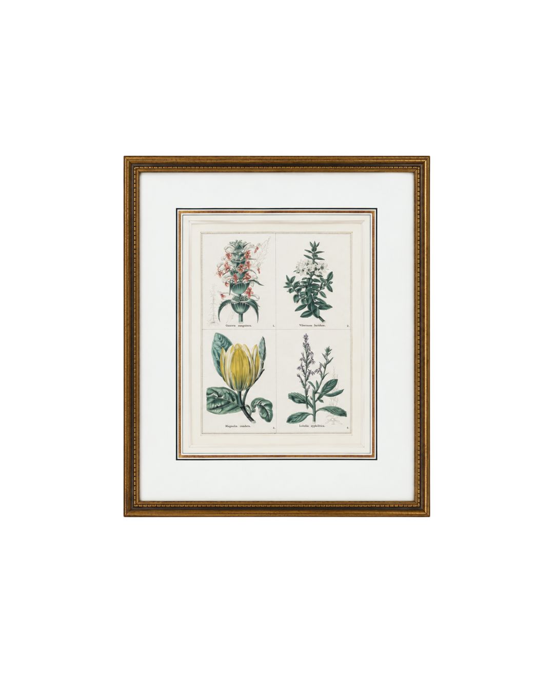 Provence Botanical Study II