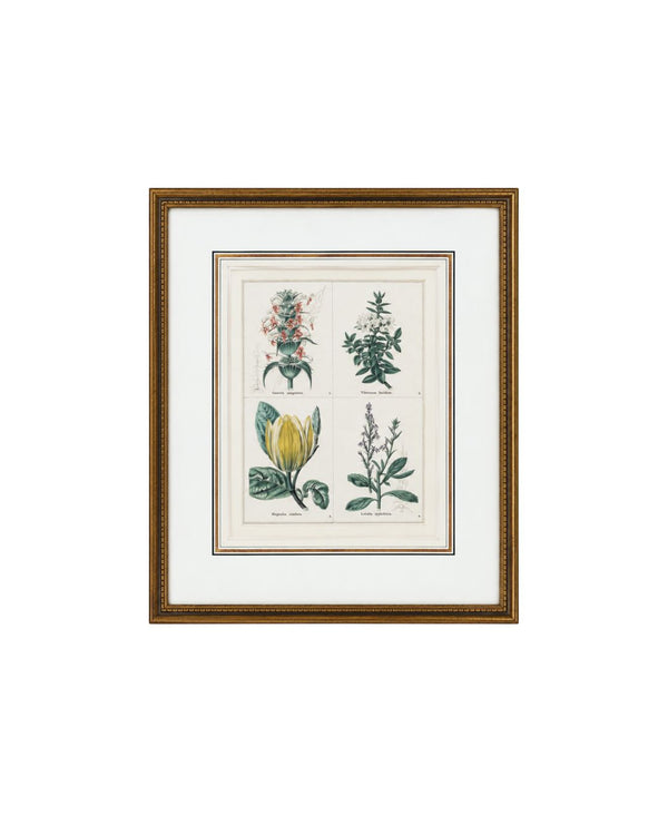 Provence Botanical Study II