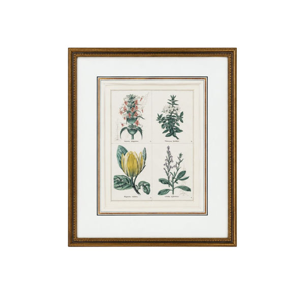 Provence Botanical Study II