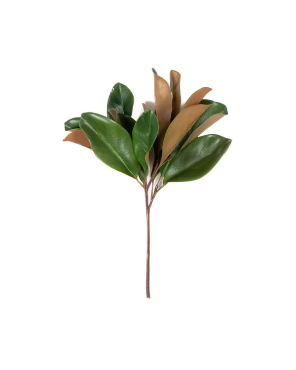 Magnolia Leaf Stem
