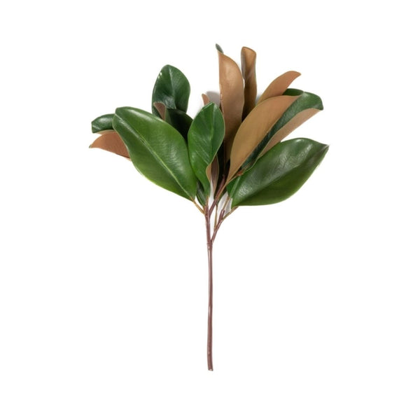 Magnolia Leaf Stem