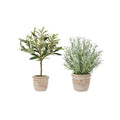 Potted Rosemary & Olive Topiary Set