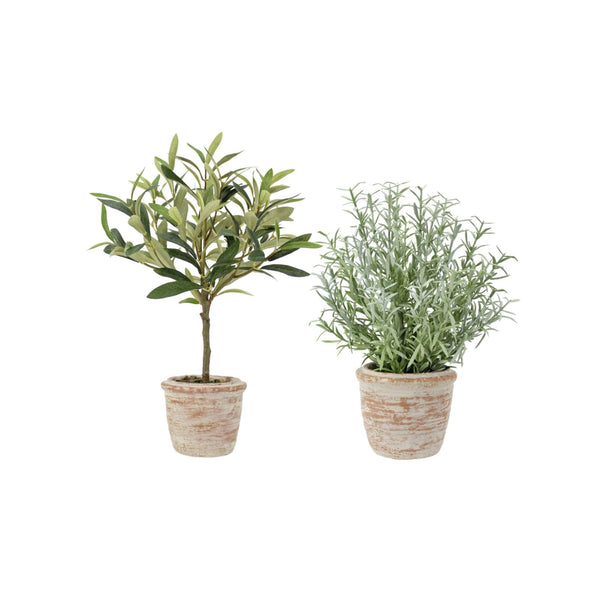 Potted Rosemary & Olive Topiary Set