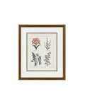Provence Botanical Study I