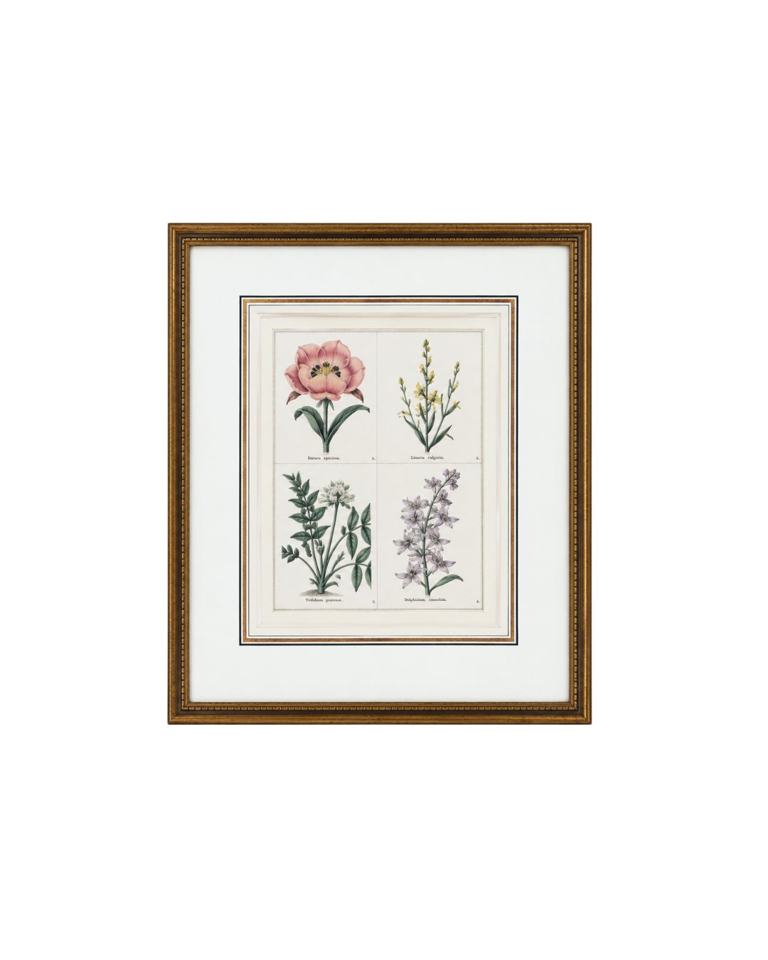 Provence Botanical Study I