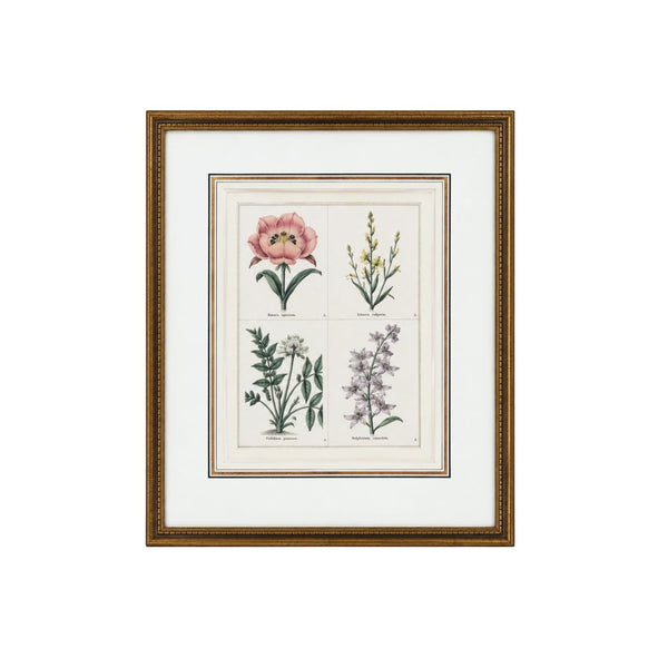 Provence Botanical Study I