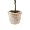 Potted Rosemary & Olive Topiary Set