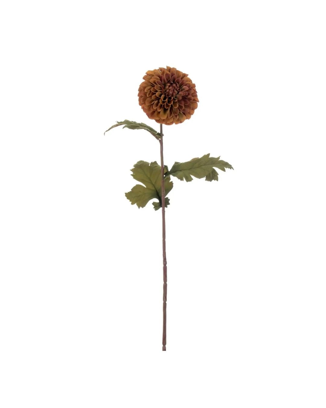 Amber Dahlia Stem