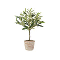 Potted Rosemary & Olive Topiary Set