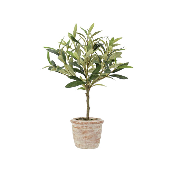 Potted Rosemary & Olive Topiary Set