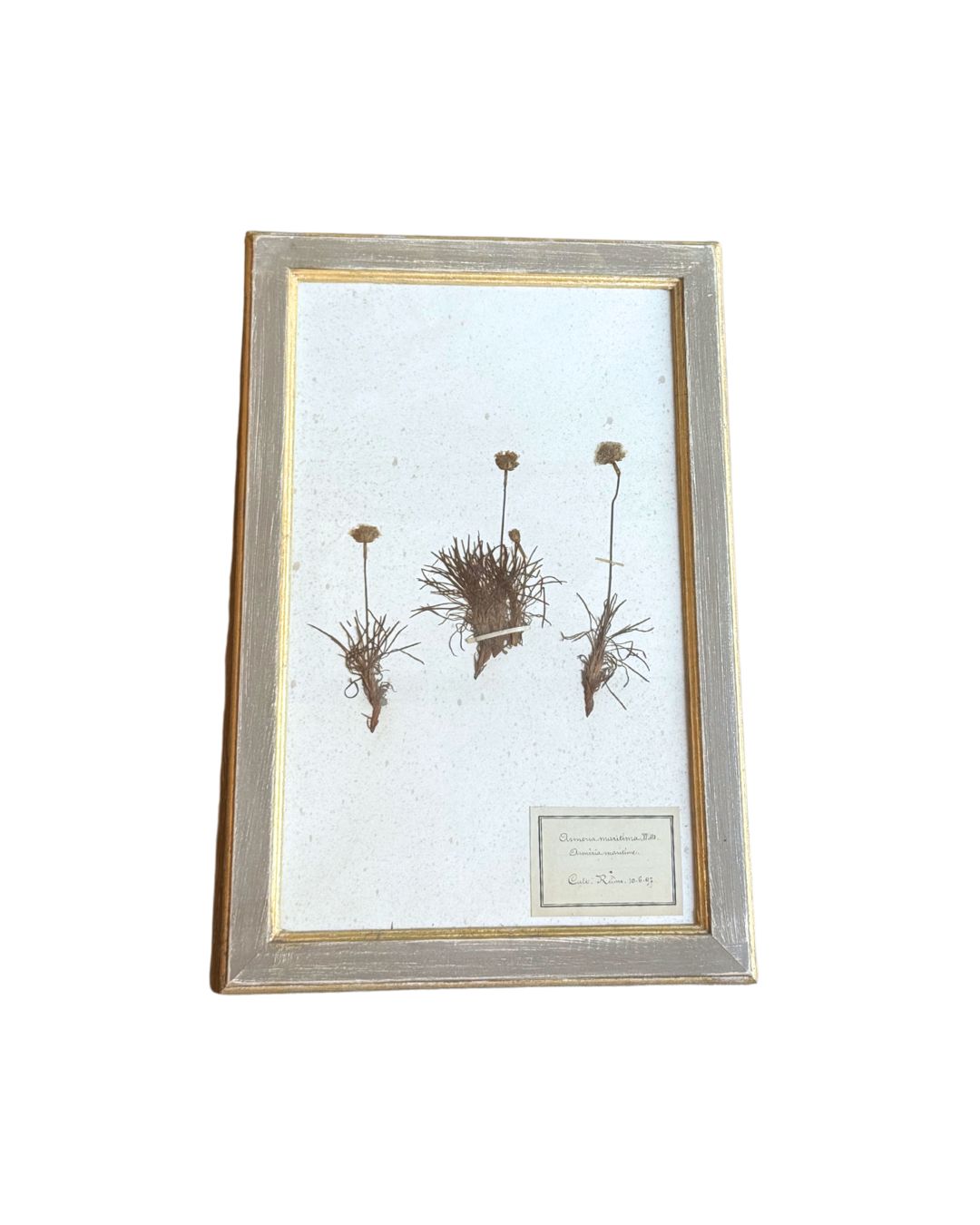 Vintage Botanical VI