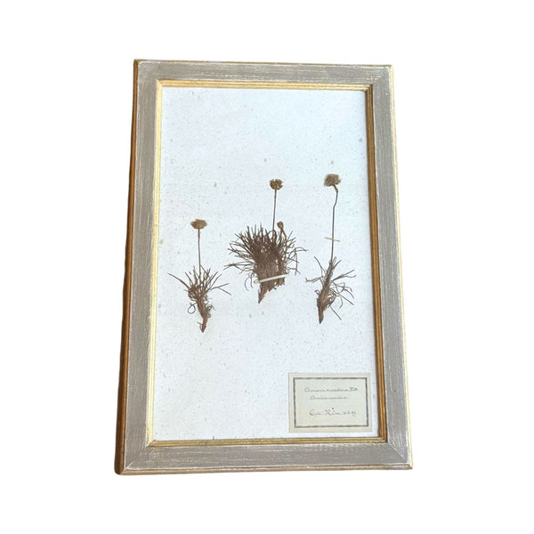 Vintage Botanical VI