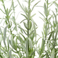 Potted Rosemary & Olive Topiary Set