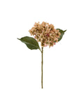 Antique Blush Hydrangea Stem