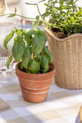 Scalloped Basket Planter