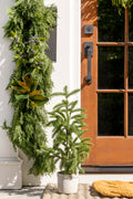 Potted Pine Tree