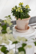 Terracotta Roped Edge Pot - Small
