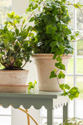 Terracotta Roped Edge Pot - Medium