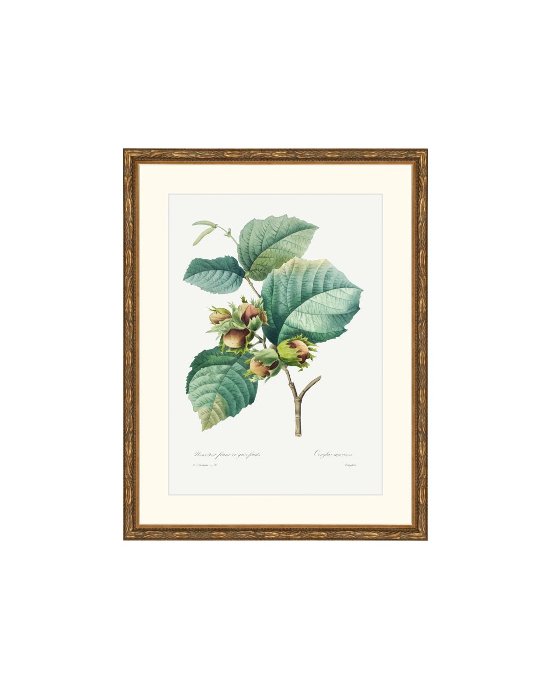 Classic Botanical I