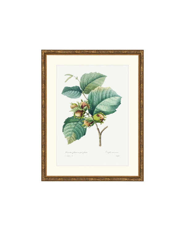 Classic Botanical I