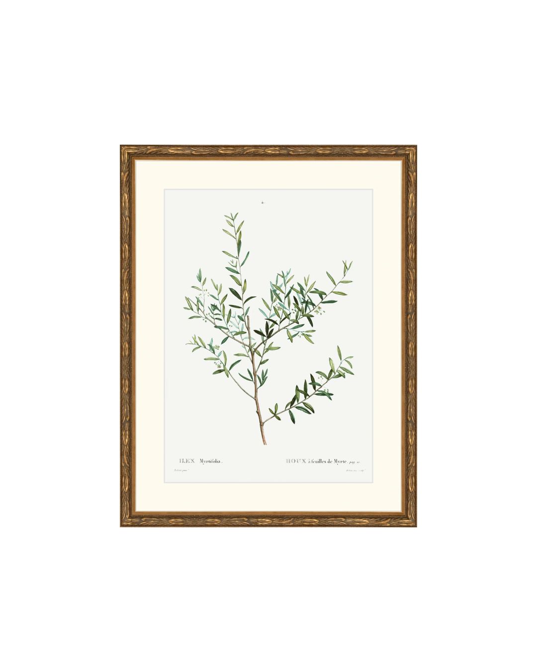 Classic Botanical II
