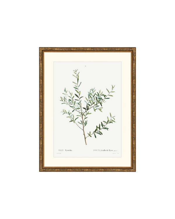 Classic Botanical II