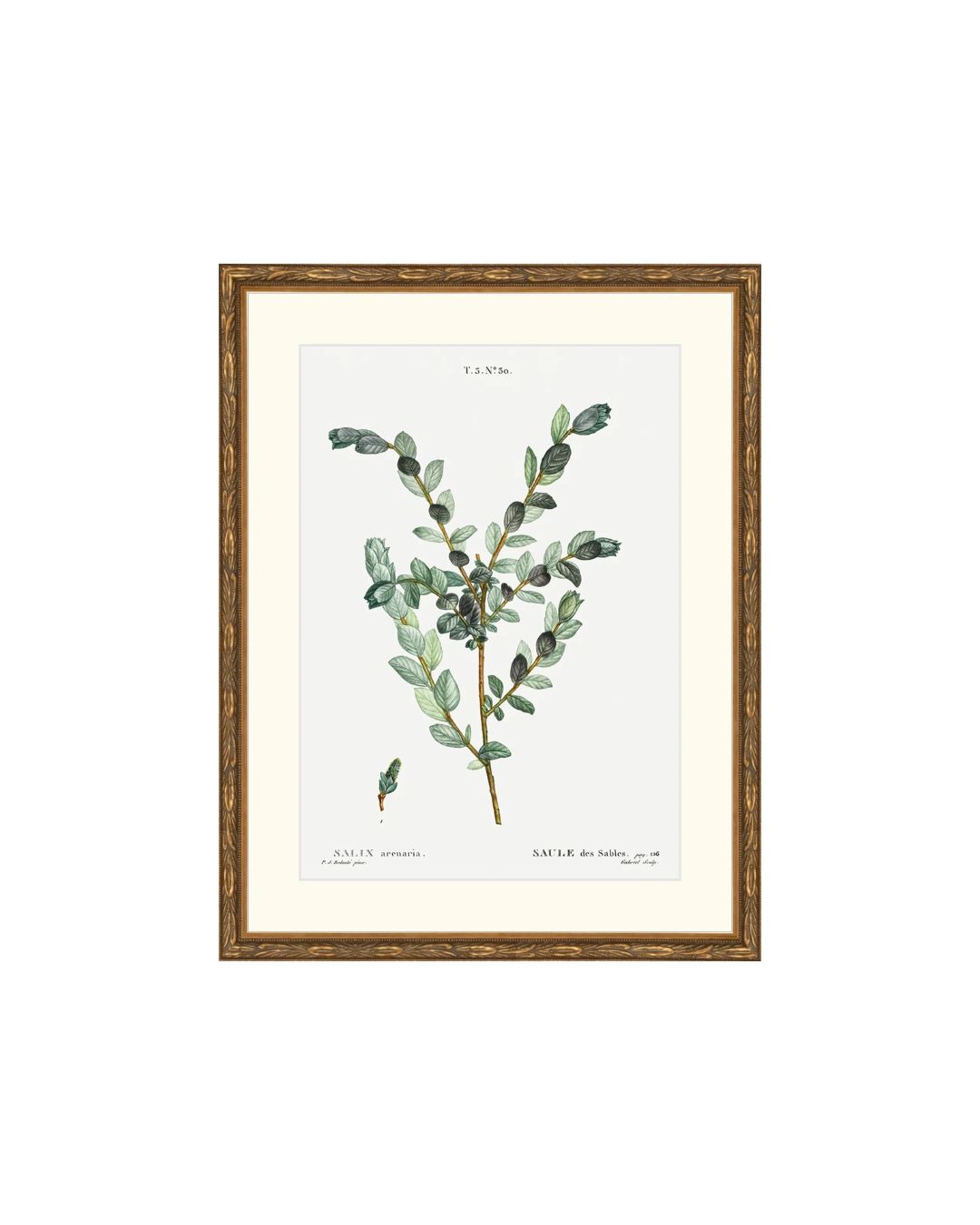 Classic Botanical III