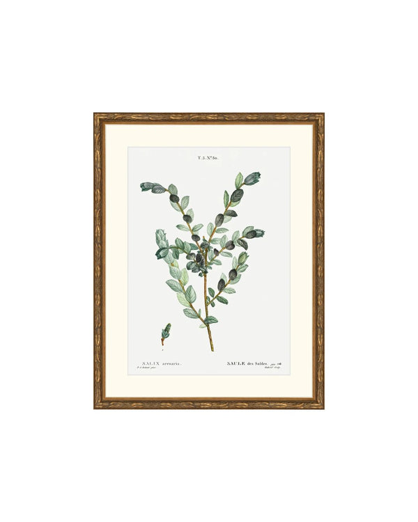 Classic Botanical III