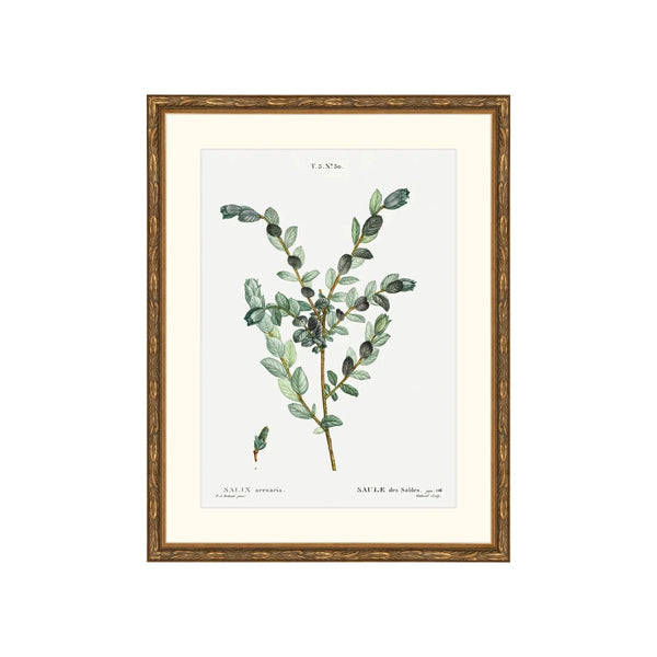 Classic Botanical III