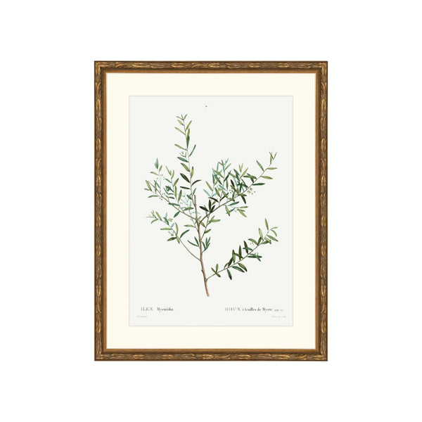 Classic Botanical II