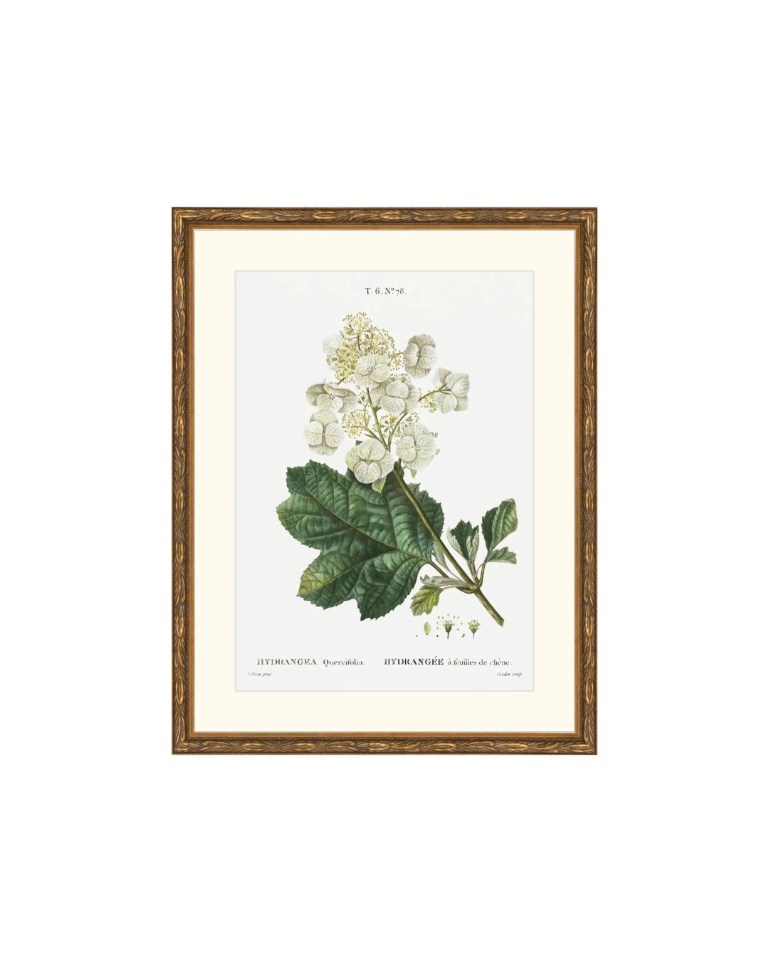 Classic Botanical IV