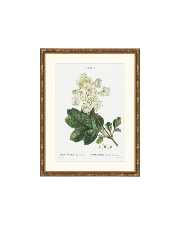 Classic Botanical IV